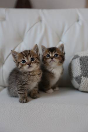 Rehoming for Scottishfold/ tabby brown mix kitten63853558277891124