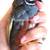 Button Quail and Celadon Coturnix Quail Hatching Eggs Chicks Hen Roost 1 thumbnail