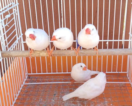 Zebra Finches WHITE (south san francisco)63836592704899120