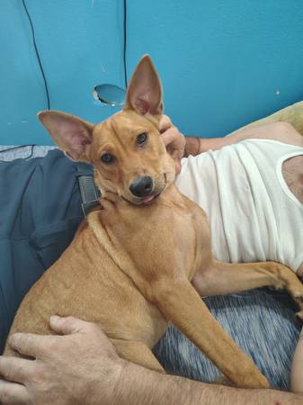 Lost neutered male brown dog w/ pointy ears (Hilo)63825497716483122