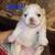 Rehoming Shitzu 10 thumbnail