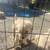 Golden doodle 8 thumbnail