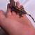 Crested gecko (Het Empty back) 4 thumbnail