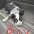 Working Dogs 1 thumbnail