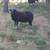Ram lambs 3 thumbnail