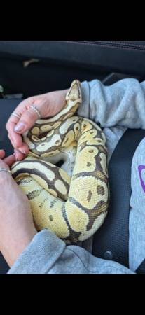 Femella de pitón real (Abilene)65745377997955120