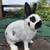 Dwarf papillon rabbit 1 thumbnail