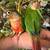 Yellow Sided Green Cheeked Conure Parrots 7 thumbnail