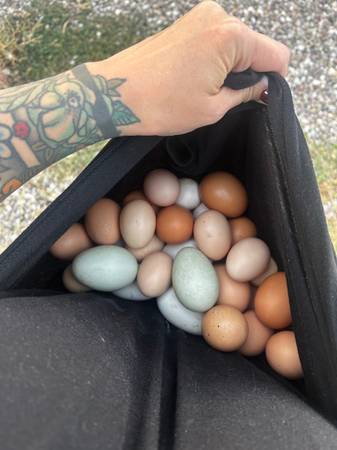 Laying hens 1
