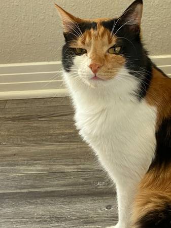 Mixed breed cats- FREE (Tyler)64037786684418120