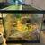 3 bearded dragons for adoption 1 thumbnail