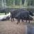 Adriondacks Water front farm 20 thumbnail