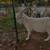 Goats priced for quick sale 4 thumbnail