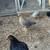 Hens for sale 3 thumbnail