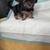 Havashire (Havanese & Yorkie mix) 3 thumbnail