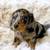 Adorablepuppyactive 1 thumbnail