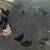 Chickens - Hens and Pullets - multiple breeds 2 thumbnail