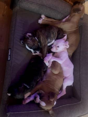 Cachorros Boxer (Victoria)63667232606081120
