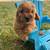 Cavapoo male 2 thumbnail