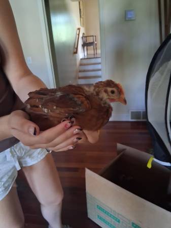 Rhode Island Red Roosters 1