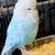 English budgie breeder pair 2 thumbnail