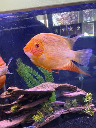 Bichir / pez (Lucernemines)63624433502209124