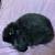 Mini lop 2 thumbnail
