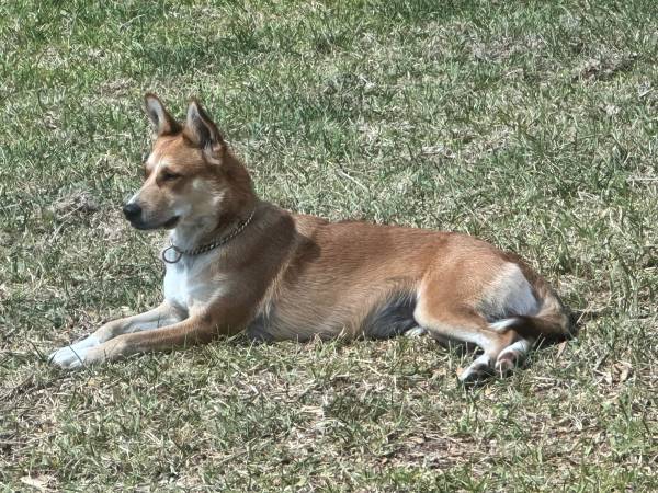 Rehoming free 1 year old dog (Sinclair)63931174443266120