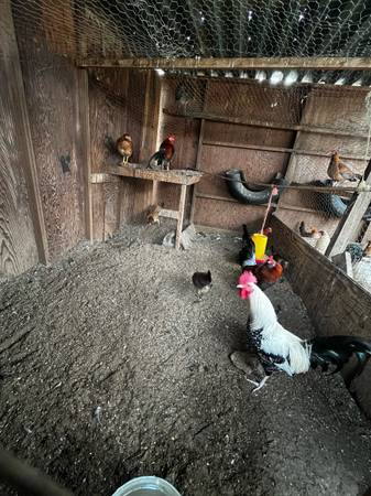 Selling chickens/rooster 1