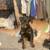 Rottweiler puppy 1 thumbnail