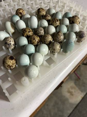 Quail eggs 1