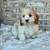 Cavapoo male 4 thumbnail