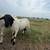 Doorper sheep 4 thumbnail