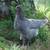 Cold hardy hens Chicks chickens pullets all female almost laying eggs 3 thumbnail