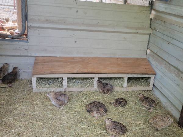 Quail/codorniz 1