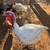 Turkeys For Sale 5 thumbnail