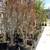 Crape Myrtle trees 3 thumbnail