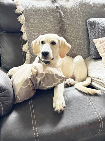 lab mix (Wilber)63857444602369122