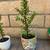 Various healthy small potted plants 1 thumbnail
