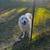 2 yr old female Great Pyrenees free to good home 2 thumbnail