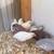 Button Quail Males 4 thumbnail