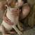 Two 4 month old Pitbull Puppies 7 thumbnail