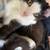 Sweet little kitten 1 thumbnail