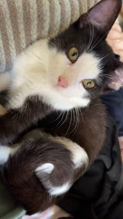 Sweet little kitten 1