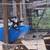 Nigerian Dwarf goat 3 thumbnail