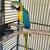 Blue and gold Macaw 1 thumbnail
