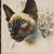 Vintage Siamese Cat Kitty Tile Cast Iron Trivet. Never used.   7.5” x 1 thumbnail