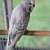 2 Female English Budgies 2 thumbnail