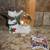 Enesco Rudolph & The Island Of Misfit Toys Figure, Sam Looking At Rudo 2 thumbnail