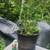 tree seedlings 5 thumbnail